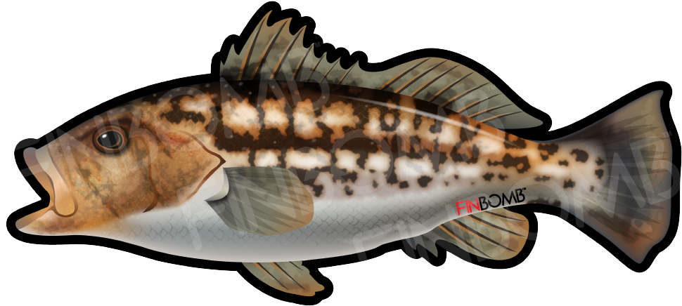 Stickers - Calico Bass Clip Art (999x500), Png Download