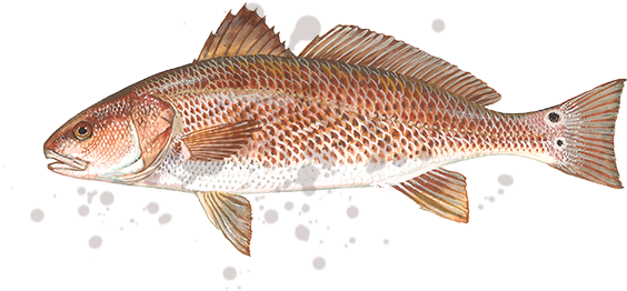 Every Trip Provides The Chance For A Fish Of A Lifetime - Red Drum (658x300), Png Download