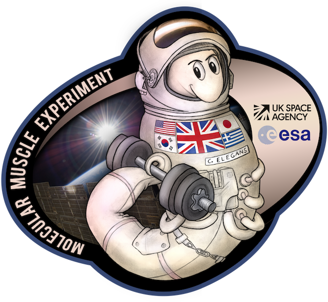 Worms In Space Logo - Worms In Space (651x600), Png Download