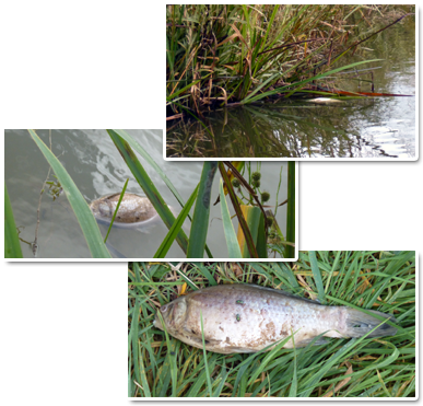Four Seasons Dead Fish - Fish (400x400), Png Download