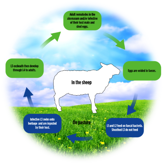 Sheep Worm Cycle - Dairy Cow (600x600), Png Download