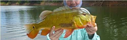 1-day Peacock Bass Fishing Charter For 2 In Oahu, Hawaii - Hawaii (500x500), Png Download