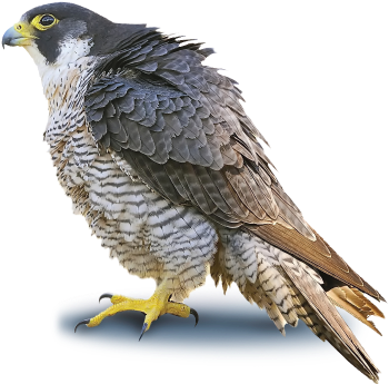 Peregrine Falcon Png Photo - Peregrine Falcon No Background (650x350), Png Download