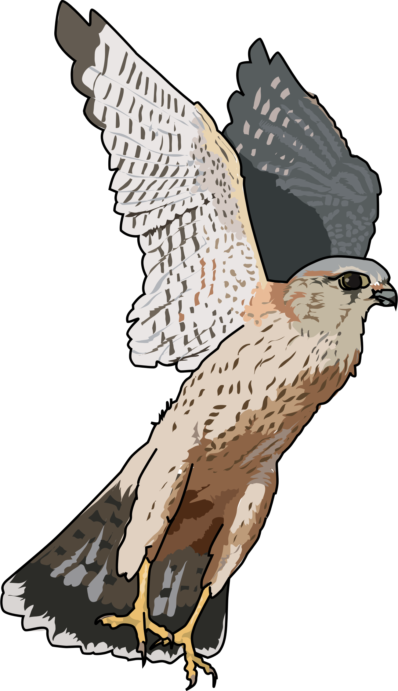 Falcon Transparent Png - Falcon Clipart Transparent (590x1024), Png Download