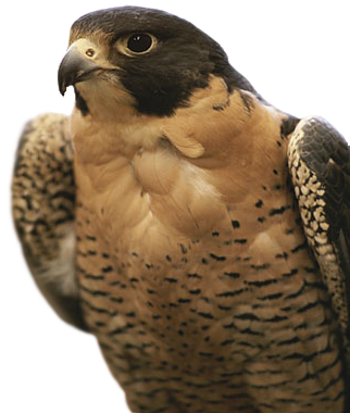 Northwest Territories National Animal (322x380), Png Download