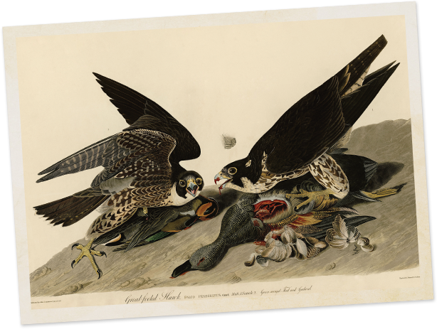 He Had To Kill Some Of Them To Paint Them Properly, - John James Audubon Falcon (614x463), Png Download