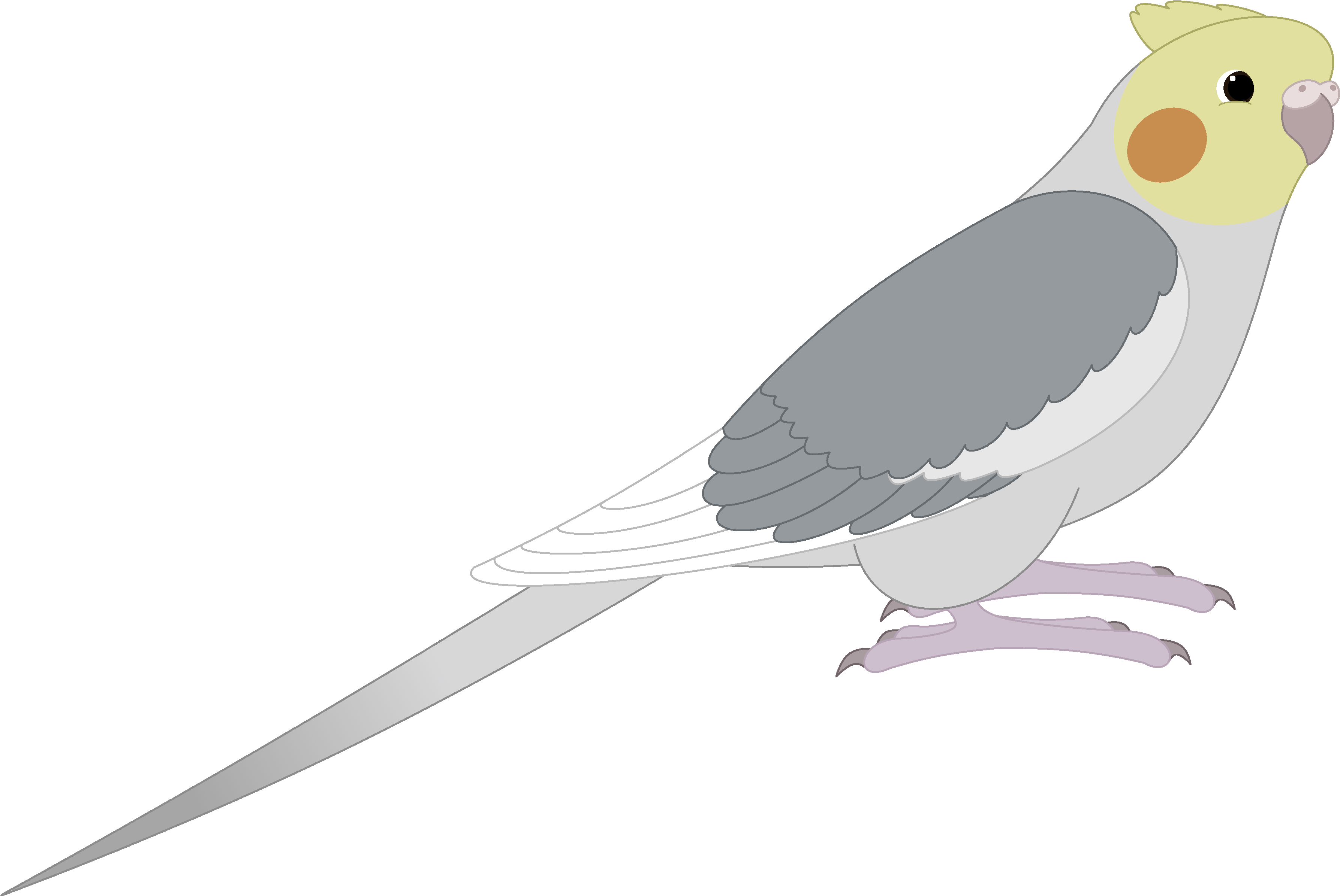 Peregrine Falcon Png Picture - Cockatiel (3980x2984), Png Download