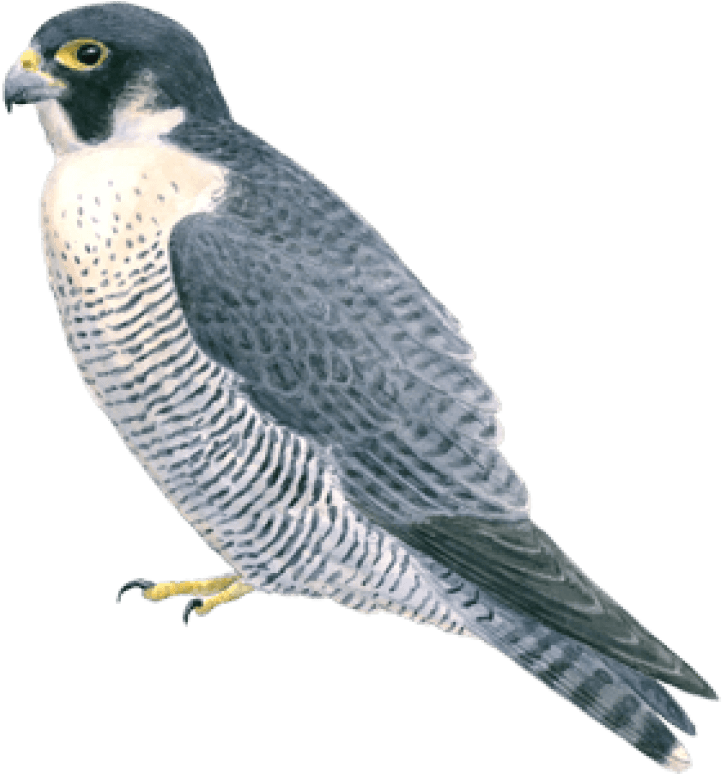 Free Png Falcon Png Images Transparent - Peregrine Falcon (850x773), Png Download