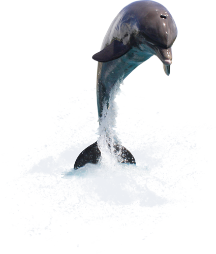 Png Icons, Dolphins - Дельфины На Прозрачном Фоне (425x500), Png Download