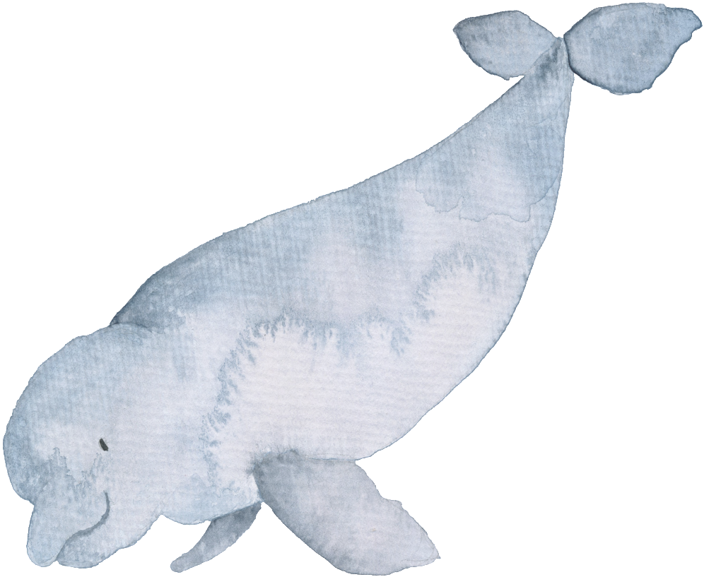 Gray Hand Drawn Dolphin Cartoon Watercolor Png - Whales (1024x1024), Png Download