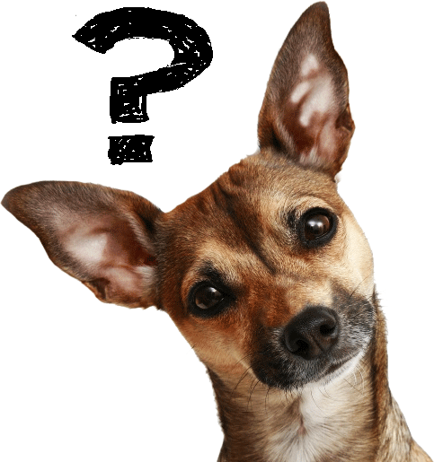 No Kill Shelter Ad (483x515), Png Download