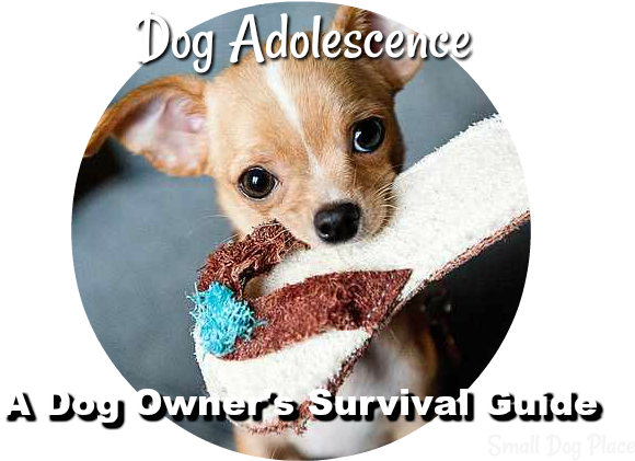 A Dog Owner's Survival Guide - Teacup Chihuahua (640x425), Png Download