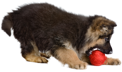 Dogs Playing With A Ball - Playing Dog Transparent Background (500x350), Png Download