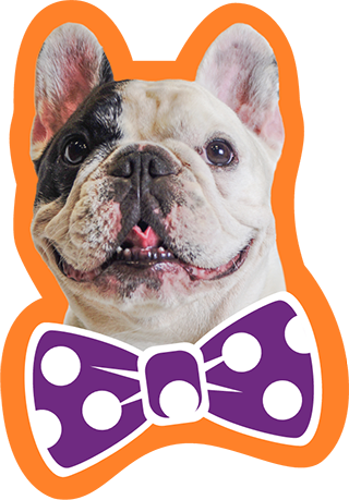 Halo Says The Proof Is In The Poop - Manny The Frenchie (320x459), Png Download