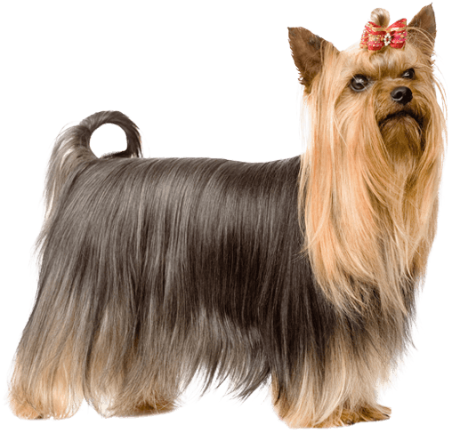 Australian Silky Terrier Png (567x489), Png Download