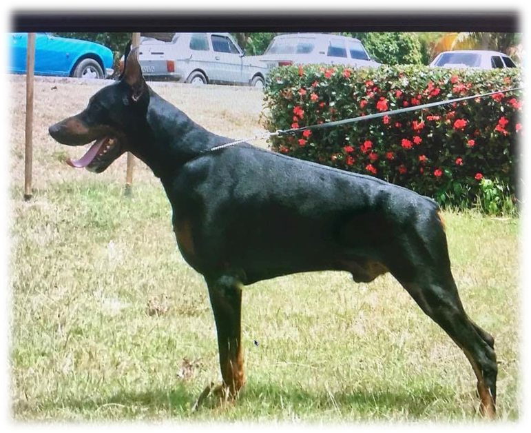 Igor - Dobermann (771x628), Png Download