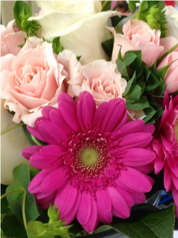Hot Pink Gerber Daisies, Pink Spray Roses, White Roses - Newtown Floral Company (480x480), Png Download