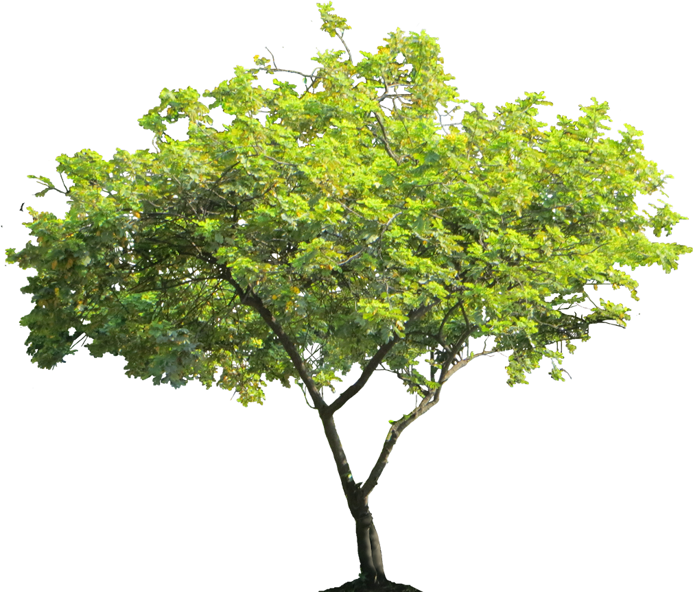 Cassiasurattensis02l Plant Images, Plant Pictures, - High Resolution Trees Png Hd (1044x876), Png Download