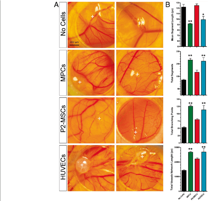 Ex Ovo Cam Assay - Chicken As Biological Research Model (850x657), Png Download