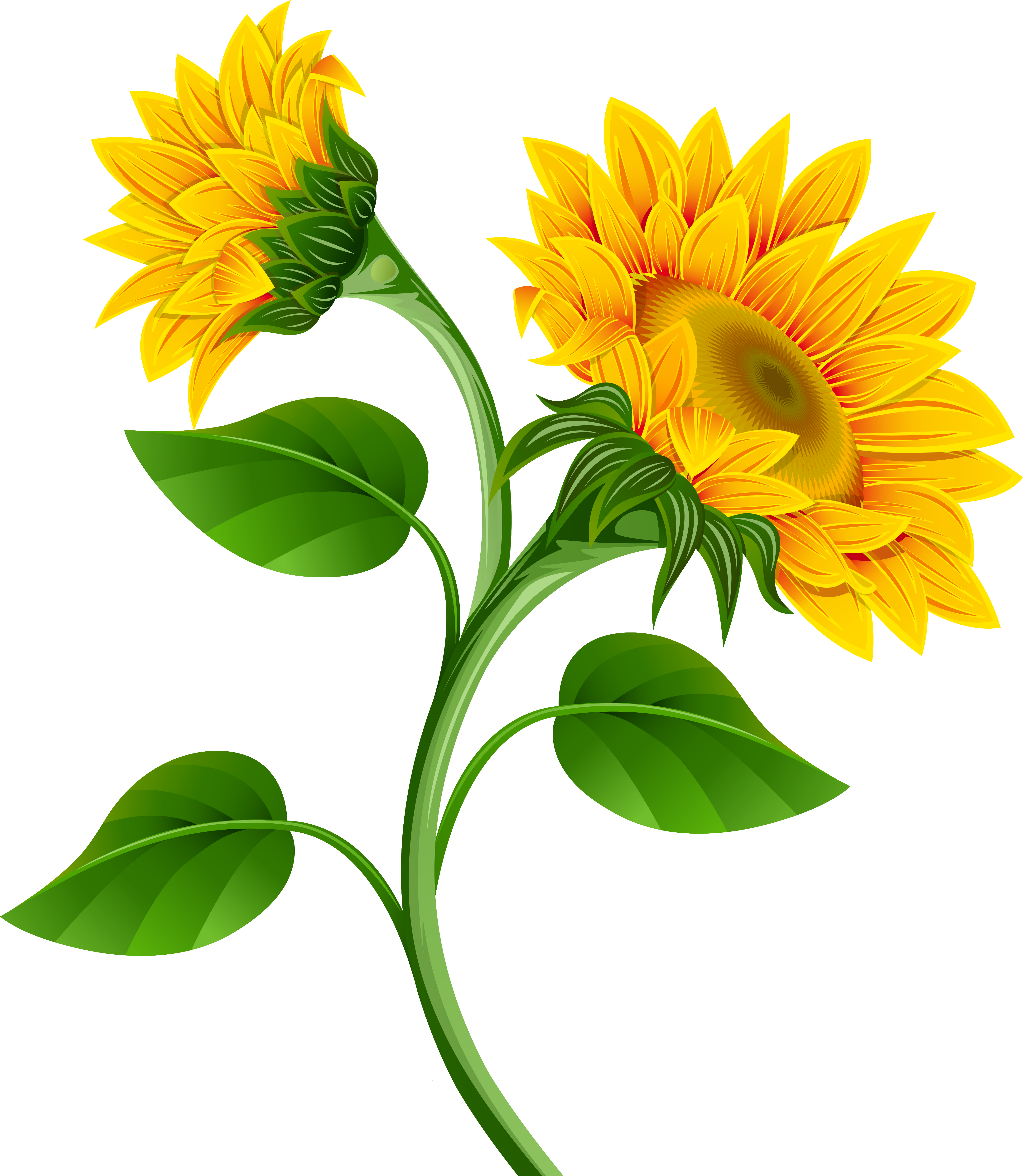 Sunflowers Png Clipart Image - Sunflower Flower Clip Art (4563x5096), Png Download