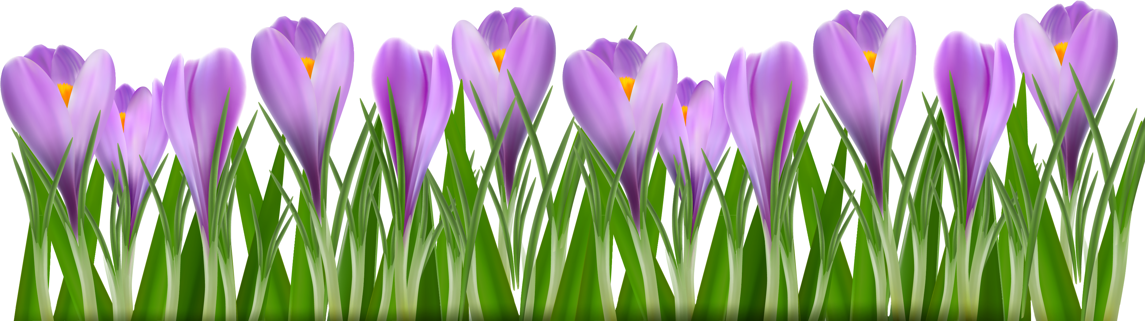 Grass Purple - Medical Mirror Ppt Download (3856x1183), Png Download