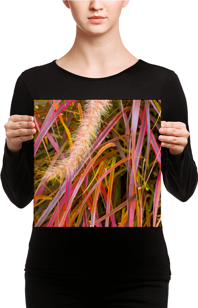 Lankershim Village Fountain Grass On Canvas - Black Mask Red Pied French Bulldog Canvas (1000x1000), Png Download