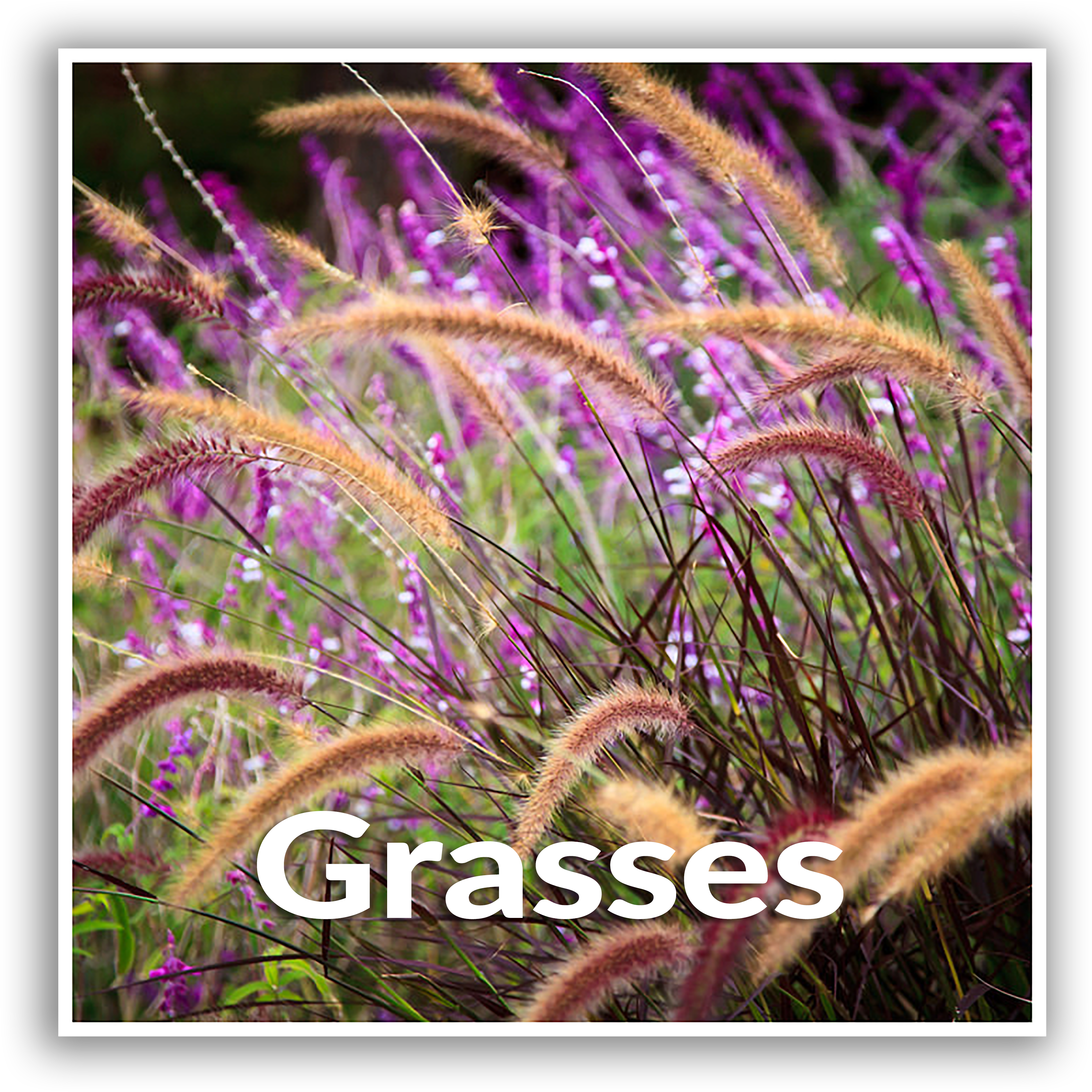 Grasses (3333x3333), Png Download