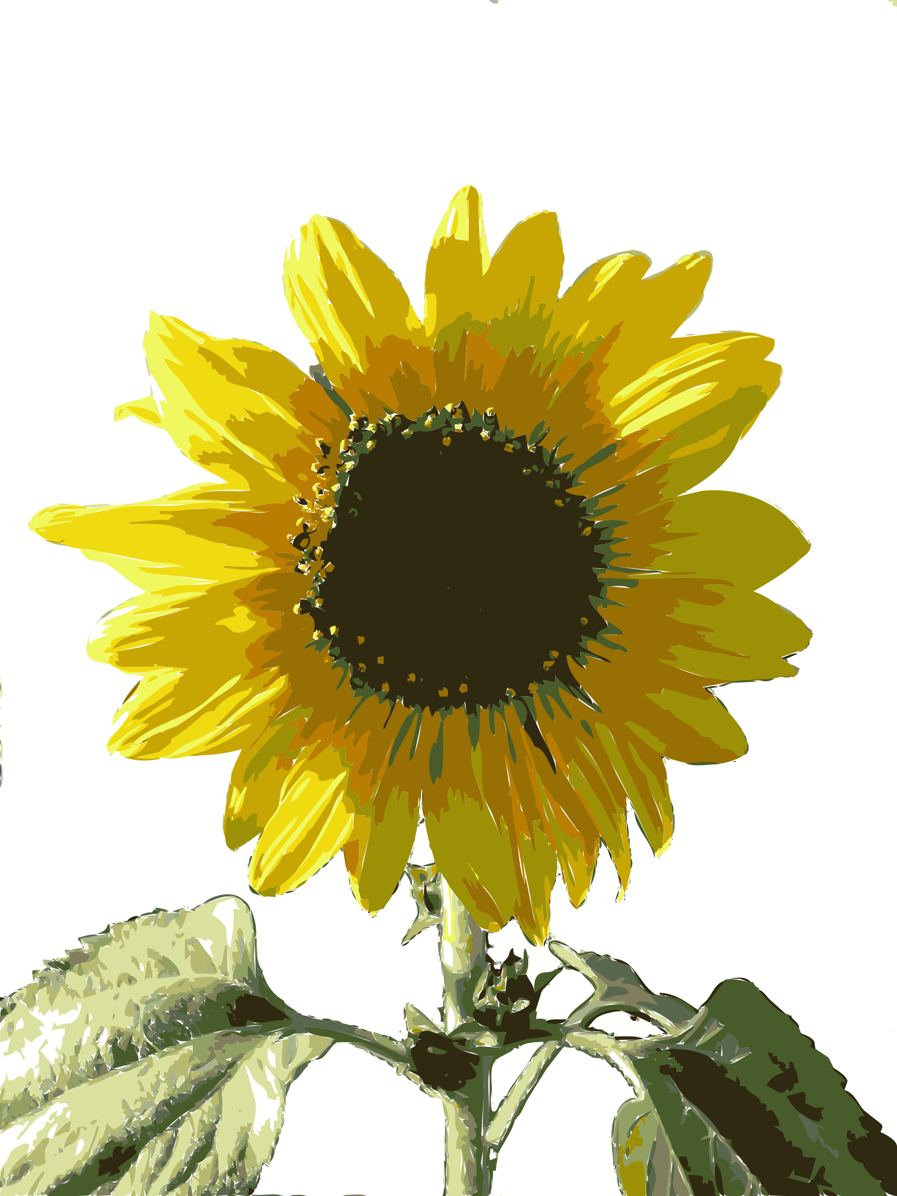 Sunflower Clipart Girasol - Clip Art (1800x2400), Png Download