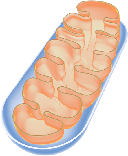 Mitostructure - Transparent Real Mitochondria (489x573), Png Download