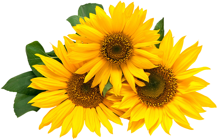 Sunflower Border Png - Sunflower White Background (737x486), Png Download
