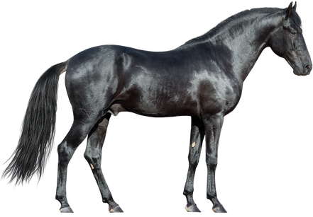 Tack Etcetera - Horse In White Background (441x307), Png Download