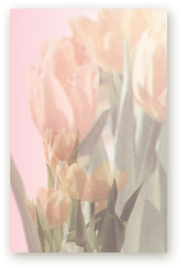 Picture - Tulip (576x540), Png Download
