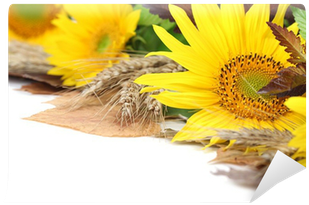 Sunflower Border With Barley And Colorful Leaves Wall - Sunflower (400x400), Png Download