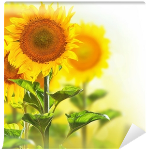 Blooming Sunflowers Border Design Isolated On White - Poster: Anna's Sunflower Field. Beautiful Sunflowers (400x400), Png Download