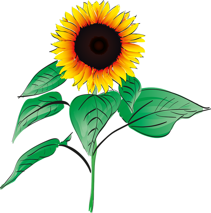 Sunflowers Clipart Bunga Matahari - Gambar Vektor Bunga Matahari (714x720), Png Download