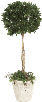 Silk Bayleaf Topiary Tree - Brook Furniture Rental (648x432), Png Download