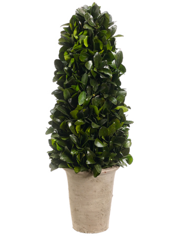8" Preserved Tea Leaf Cone Topiary In Terra Cotta Pot - 20" Preserved Tea Leaf Cone-shaped Topiary Plant W/terra (800x800), Png Download