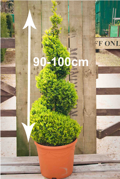 Buxus Sempervirens Spirals - Hampshire (800x600), Png Download