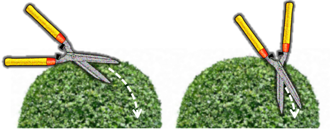 Technique - Pruning Topiary Balls (1125x442), Png Download