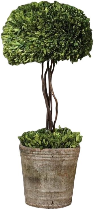 Prev - Preserved Boxwood Topiaries (798x798), Png Download