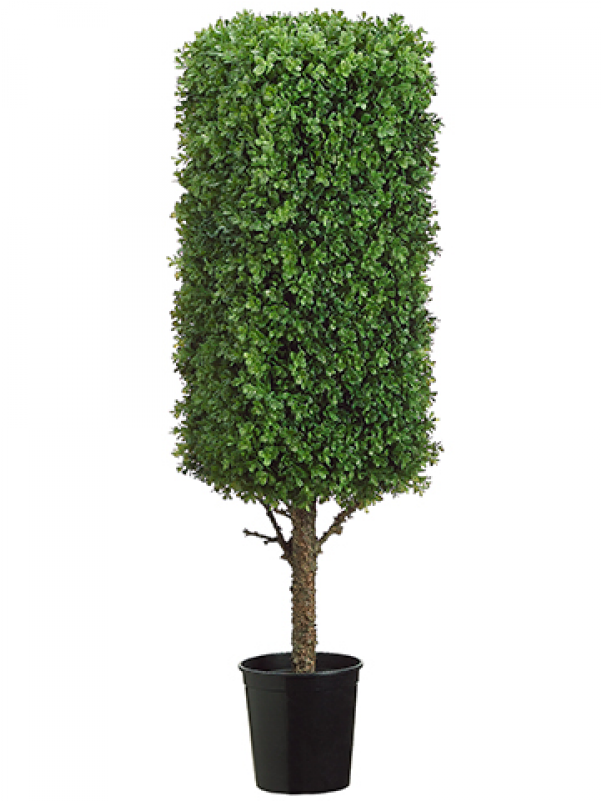 44" Rectangular Boxwood Topiary In Black Plastic Pot - 44 Inch Tall Rectangular Boxwood Topiary In Black Plastic (800x800), Png Download