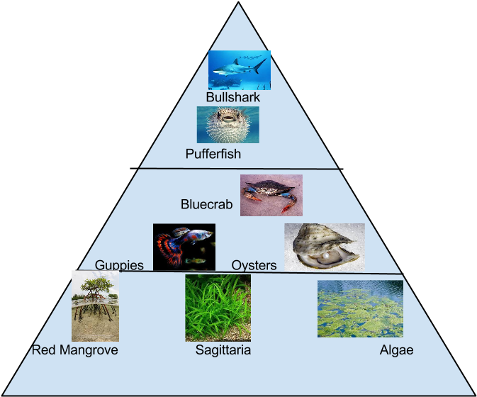 Food Pyramid - Triangle (800x600), Png Download