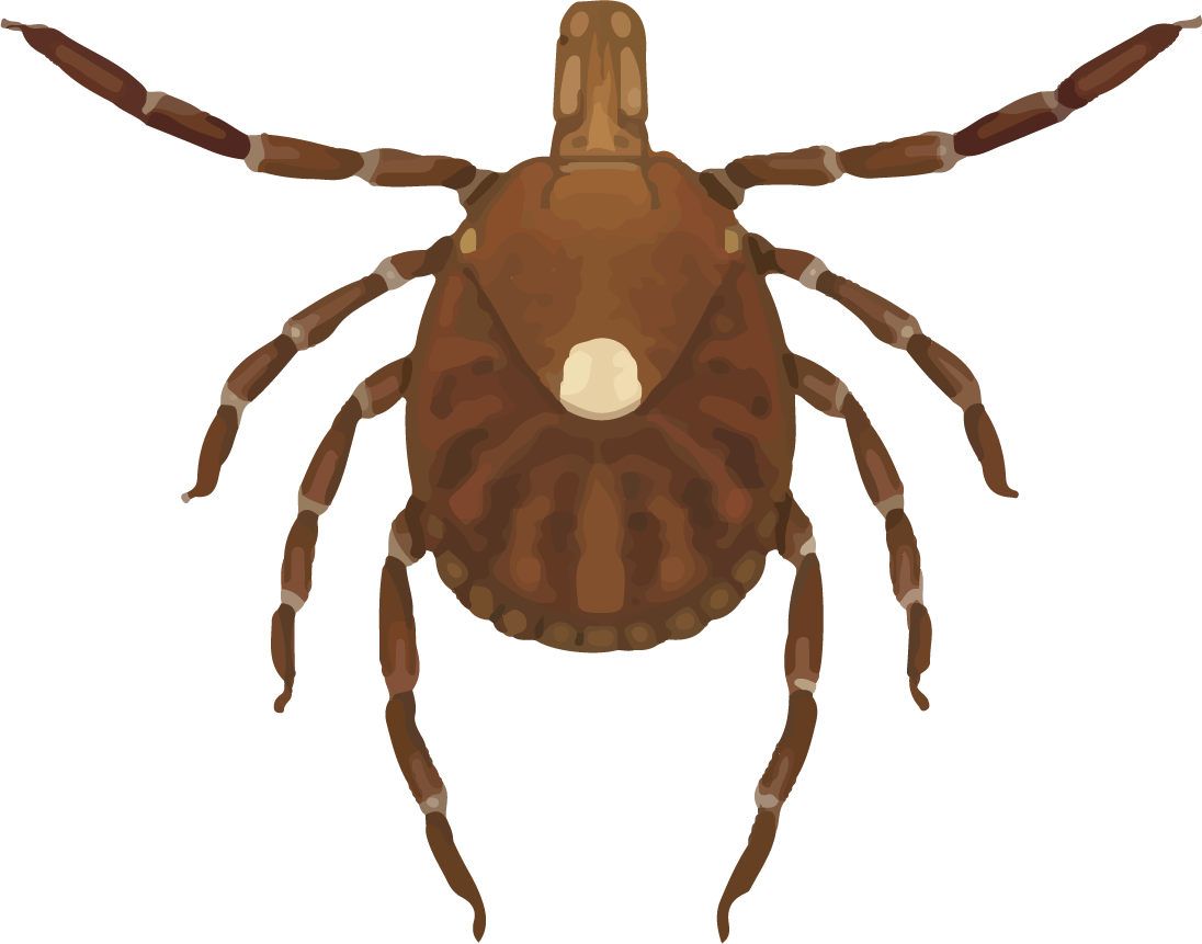 Female Lone Star Tick - Lone Star Tick (1096x861), Png Download