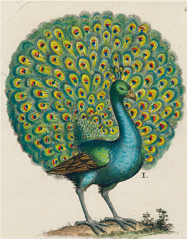 040 6b147824 639d 4fe7 8250 1f50af9799d3 V=1527862462 - John Derian For Astier De Villatte Peacock Plate - (800x800), Png Download