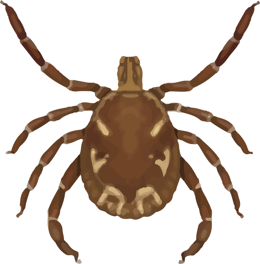 Male Lone Star Tick - Lone Star Tick (831x845), Png Download