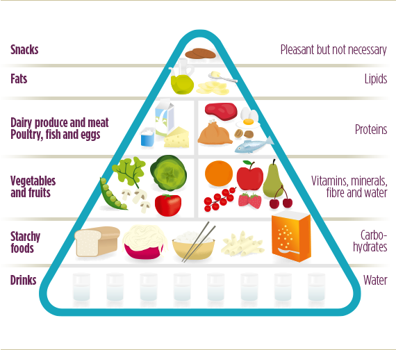 Food Pyramid (570x504), Png Download