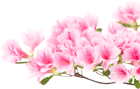 Japanese - Like - Olive Bay Hotel (460x300), Png Download