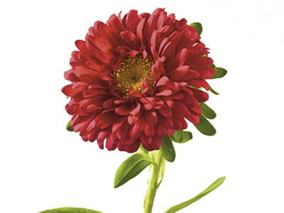 Aster - Aster Flower Png (400x300), Png Download