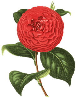 Camelia Drawing - Camellia Flower Illustration Vintage Cufflinks (400x400), Png Download