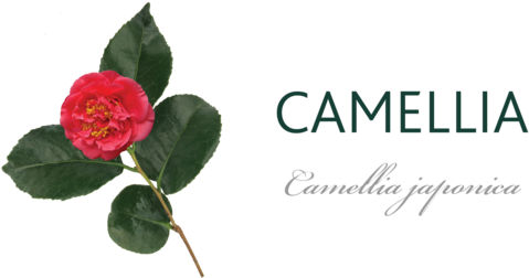 Camellia Tree Meaning - Camellia (480x264), Png Download